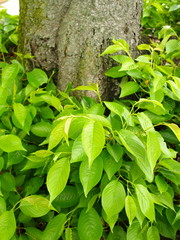 木の根元に生える若葉