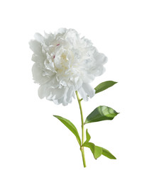 White Peony Flower