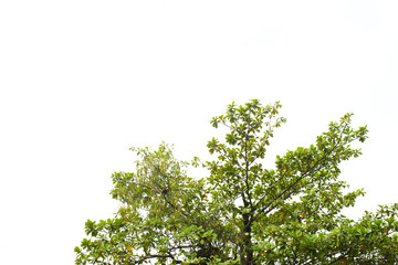 Fototapeta premium Beautiful green tree on a white background in high definition