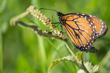 la mariposa Monarca sube por la rama.