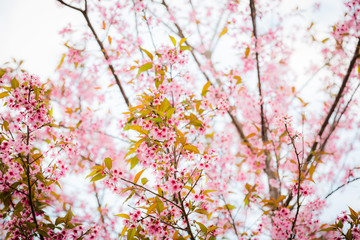 Wild Himalayan Cherry ( Prunus cerasoides ) ( Sakura in Thailand