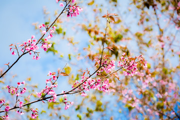 Wild Himalayan Cherry ( Prunus cerasoides ) ( Sakura in Thailand