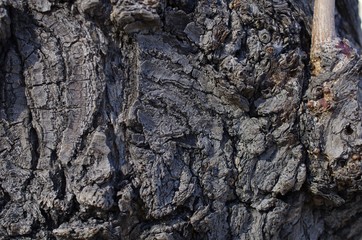 Tree bark