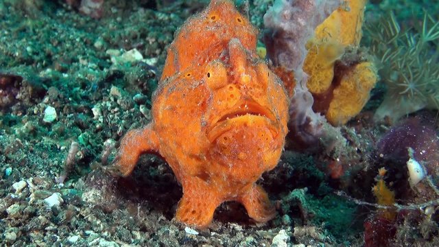 Mouth of orange frogfish close up
