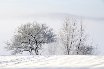 Trees in the snow