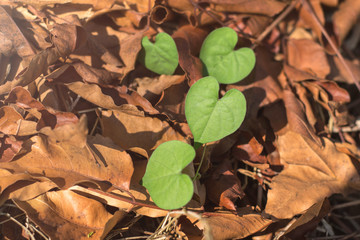 green Heart shaped leaves on dry leaf