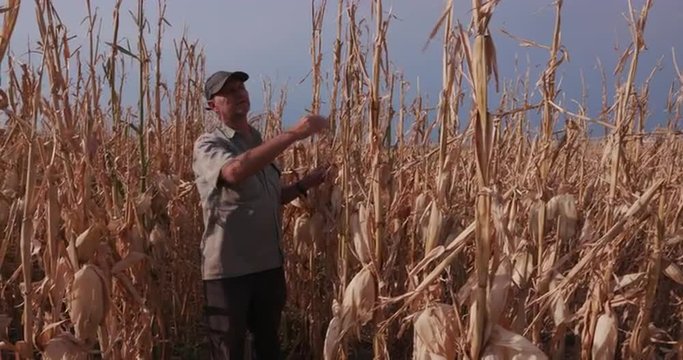 Farmer inspecting corn crop devastated by drought