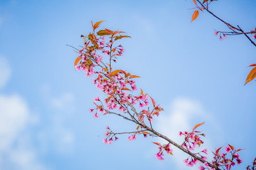 Wild Himalayan Cherry ( Prunus cerasoides ) ( Sakura in Thailand