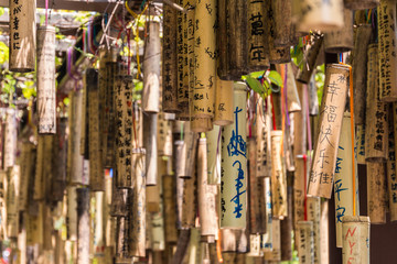 Bamboo with wishes written on them, Taiwan