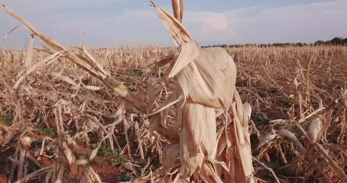 Panoramic of corn field devastated by drought and hail