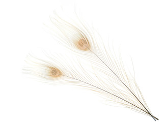 Albino peacock feathers background