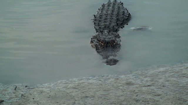 Alligator Catching A Small Crab On The Shore