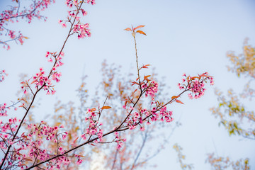 Wild Himalayan Cherry ( Prunus cerasoides ) ( Sakura in Thailand