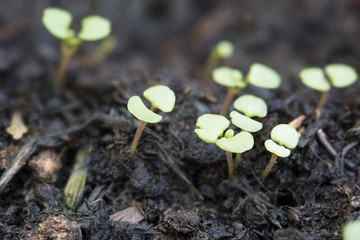 Spring Sprouts