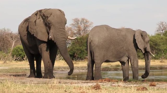 Bull elephant testing females readiness to breed by smelling genital area