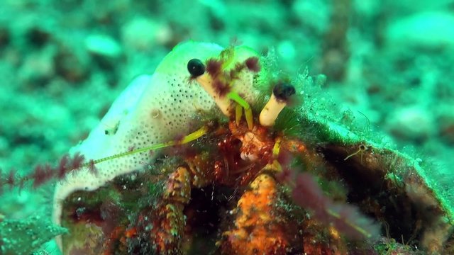 Hermit crab close up