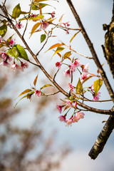 Wild Himalayan Cherry ( Prunus cerasoides ) ( Sakura in Thailand