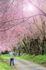 Obraz premium Photographer taking photo under pink sakura blossom trees