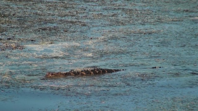 Alligator Catching Food
