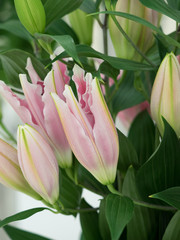 Fototapeta premium ユリの花