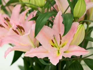 Obraz premium ユリの花