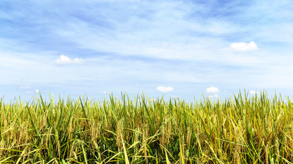 Paddy rice field with blue sky background