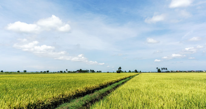 Paddy rice field with blue sky background