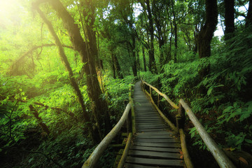 Rainforest at angka nature trail in doi inthanon national park C