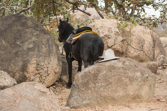 Un caballo est&aacute; parado entre piedras.