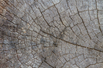 Fototapeta premium texture of bark wood