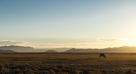 Lonely Oryx in the Desert (Namibia)