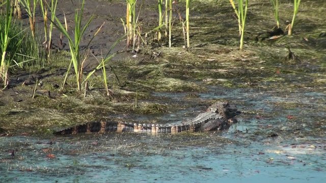 Alligator Taking A Bite Then Slowly Walking Away