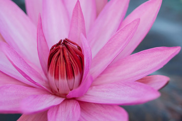 Tropical pink waterlily