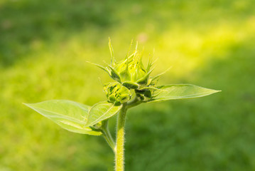 Burgeon of sunflower