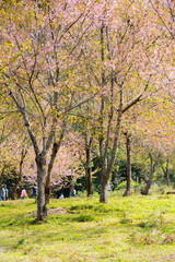 Fototapeta premium Wild Himalayan Cherry ( Prunus cerasoides ) ( Sakura in Thailand