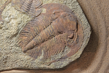 Trilobite paradoxides sp.