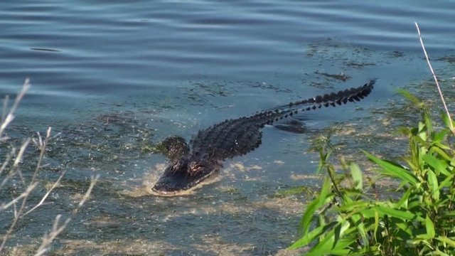 American Alligator Coming Onto Shore