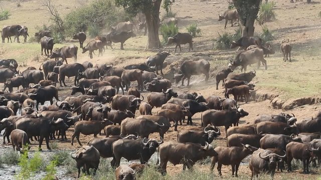 Large herd of African buffaloes (Syncerus caffer) gathering at a river to drink, Kruger National Park, South Africa