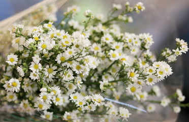 White Cutter Flower