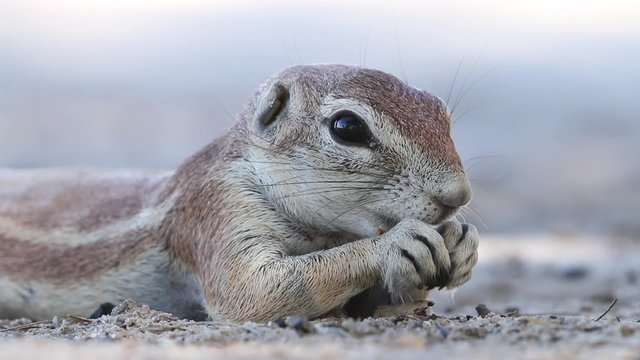 Close-up of a feeding ground squirrel (Xerus inaurus), Kalahari desert, South Africa