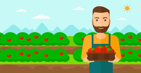 Farmer collecting tomatos.