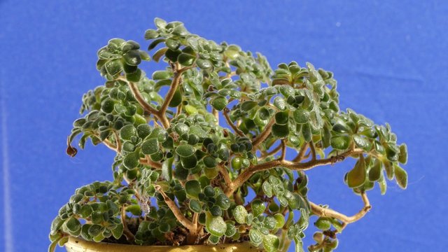 swinging on a blue background green money tree branch with small thick leaves are moving in the wind