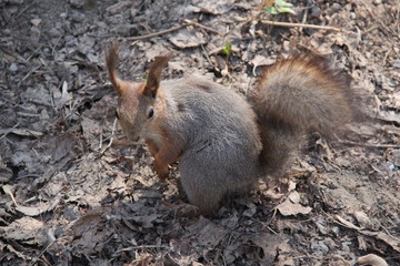Naklejka na ściany i meble squirrel in the park, 2014