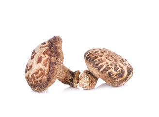 shiitake mushroom  on white background