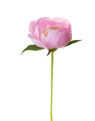 Pink peony  isolated on white background.