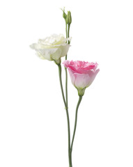 White  and pink flowers isolated on white. eustoma. Focus  on pink flower.