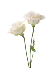 Two  pale pink flowers isolated on white. eustoma