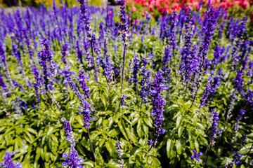 Obraz premium Lavender flowers