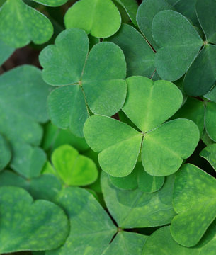 Green background with three-leaved shamrocks. St.Patrick's day holiday symbol.