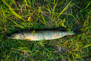 pike on the grass